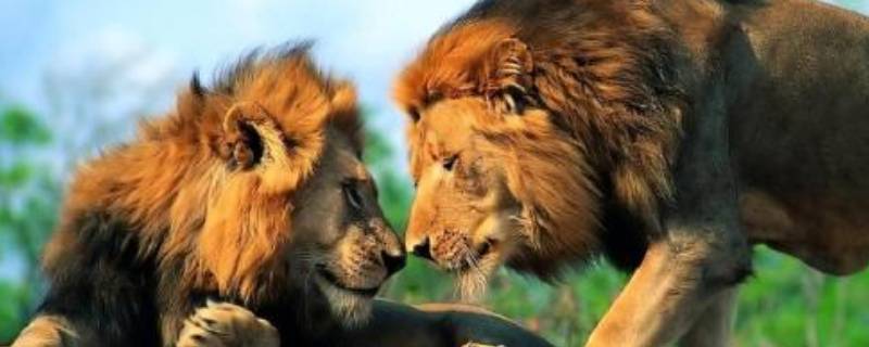 关于狮子的吉祥语 关于狮子的吉祥语是什么