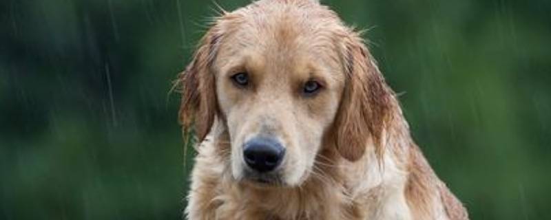 狗和狼怎么区分（狗和狼怎么区分的）