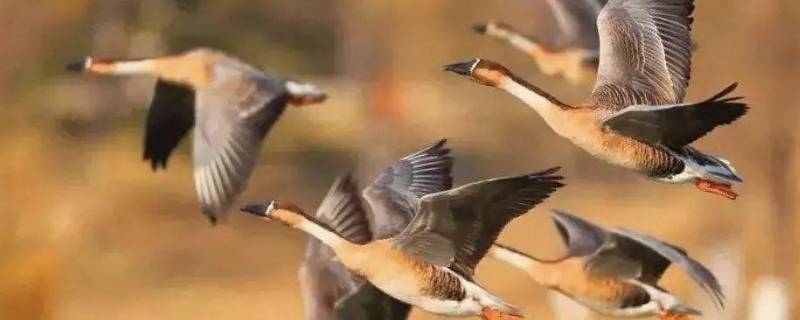 大雁的吉祥寓意（大雁的吉祥寓意和象征）