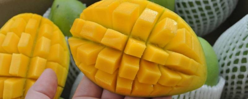 怎么判断玉芒熟没熟 玉芒怎样才算熟