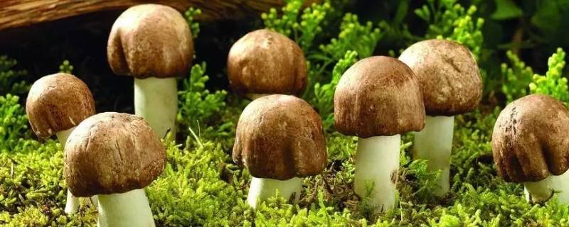 蘑菇的种类 蘑菇的种类图片及名称