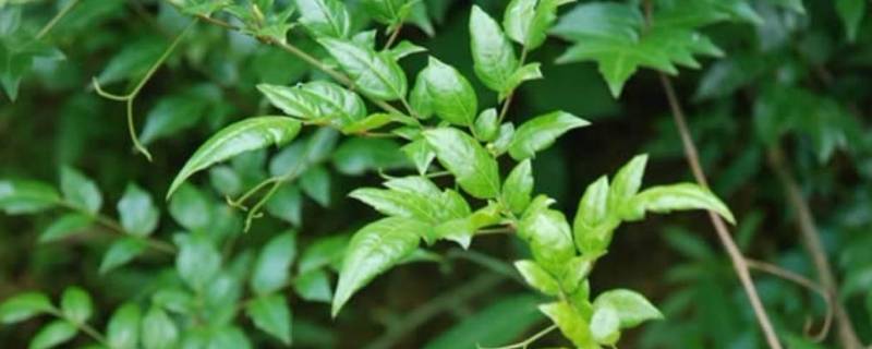 野生莓茶有什么功能（天然野生莓茶）