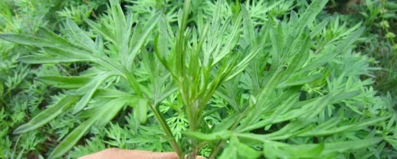 艾叶菖蒲煮水的功效（艾叶菖蒲煮水的功效与作用）