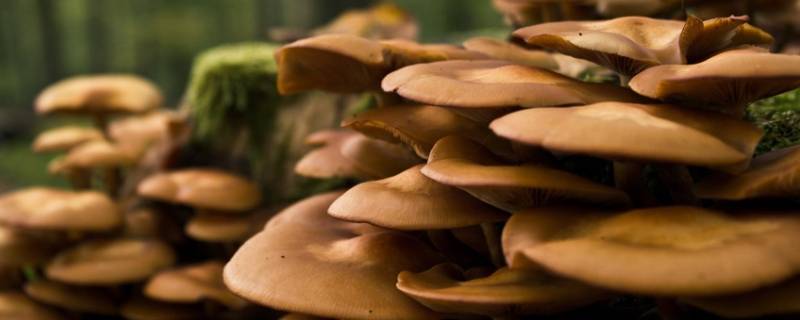 蘑菇怎么做好吃又简单 白蘑菇怎么做好吃又简单