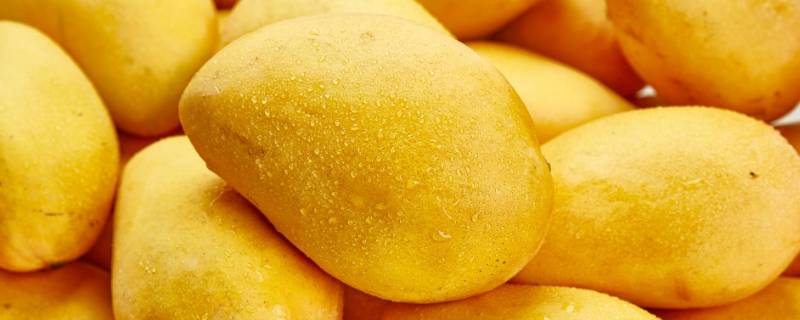 芒果放着会自然熟吗 芒果放着自己会熟吗