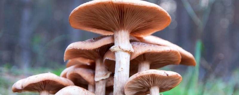 蘑菇的储存方法 蘑菇的储存方法视频