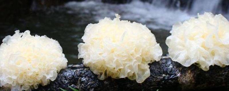 银耳用开水泡还是冷水泡 银耳用开水泡还是冷水泡一下