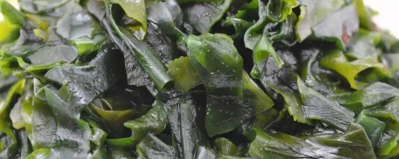 裙带菜怎么吃（裙带菜怎么吃好）