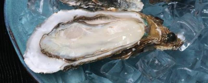牡蛎怎么吃怎么做 牡蛎生吃怎么做