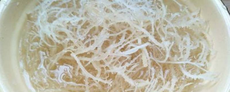 石花菜用冷水泡还是热水泡 石花菜用冷水泡还是热水泡呢