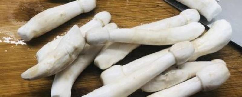 长蘑菇叫什么名字 100种蘑菇图片大全