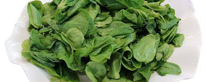 豆妃是什么蔬菜（豆妃菜有什么功效）