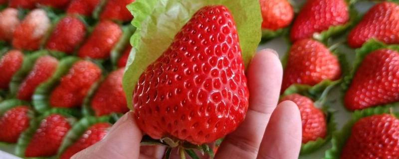 丹东99草莓与普通草莓区别 丹东99草莓和牛奶草莓区别