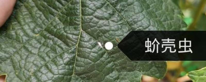 土壤里的蚧壳虫怎样彻底消灭（土壤里的蚧壳虫怎样彻底消灭它）