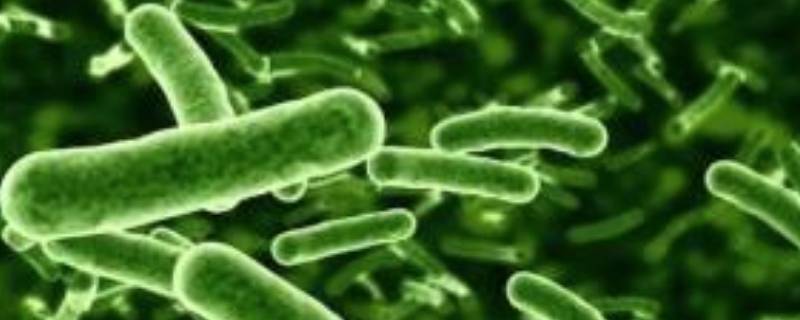 分解者有哪些生物（分解者的概念生物）