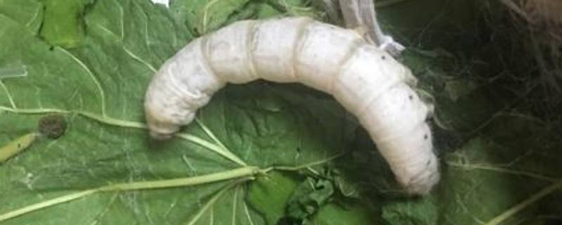 万缕千丝是什么动物（万缕青丝是什么动物）