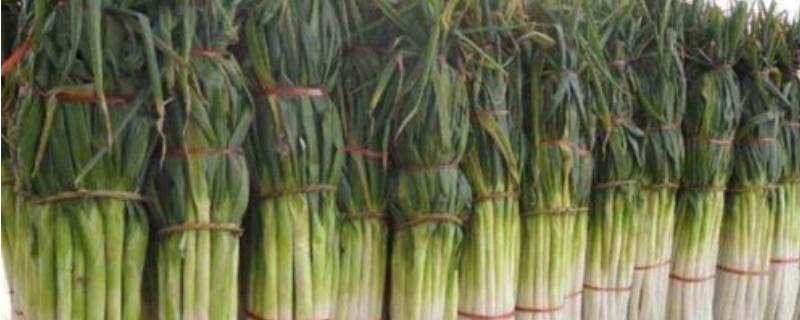 冬天储存大葱怕冻吗（大葱不怕冻吗）