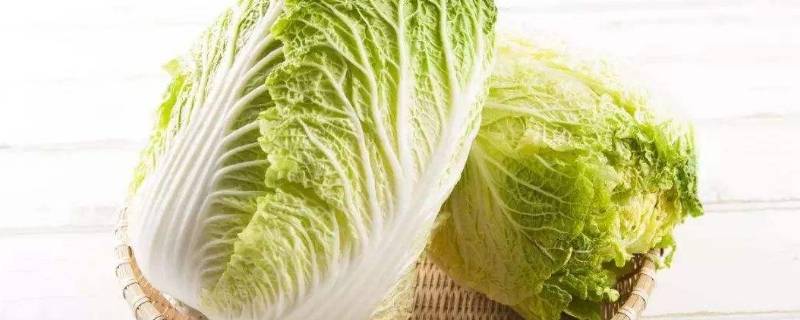 大量储存白菜方法（大量储存白菜的方法）