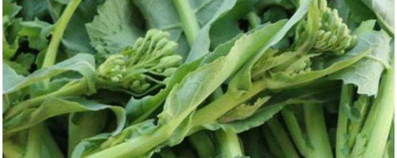 油菜苔怎么炒好吃 油菜苔怎么炒好吃窍门