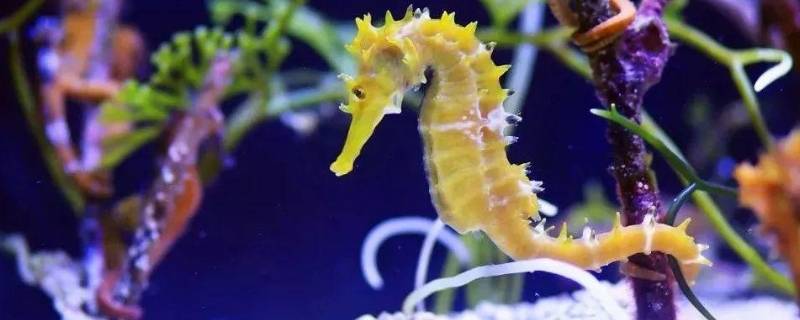 海马是哪类动物 海马是哪类动物森林驿站
