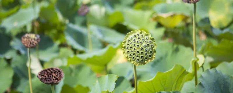 送人莲蓬的寓意是什么 送人莲蓬是什么意思