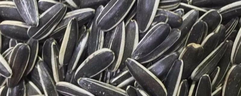 如何判断瓜子是否有滑石粉 怎么判断瓜子还能不能吃