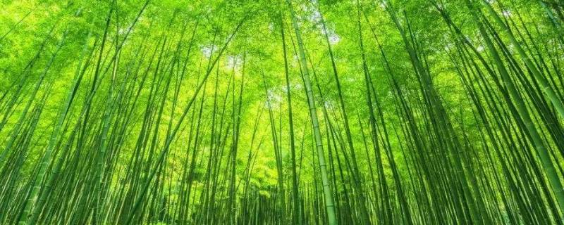 竹的文化寓意（竹的文化寓意有哪些）