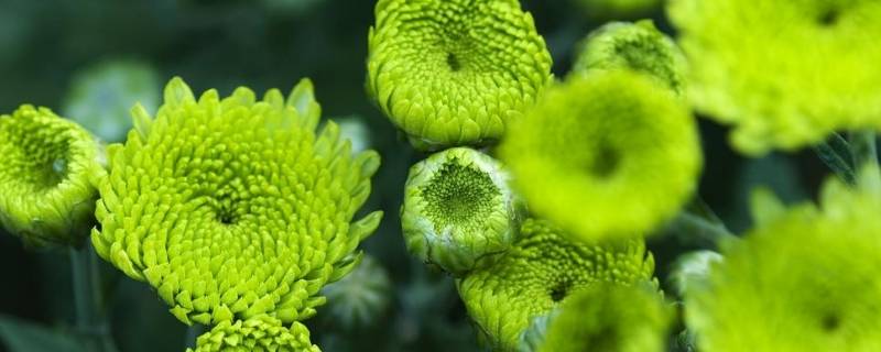 绿菊花的花语和寓意 绿菊花的花语和寓意和象征