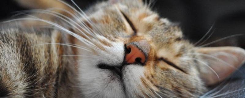 犬科和猫科的区别（犬科和猫科的区别是什么）