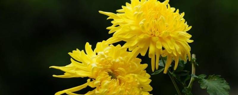 菊花是哪个国家皇室和贵族的花 菊花是哪国皇室象征