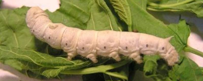 蚕是昆虫吗（蚕蛾是昆虫吗）