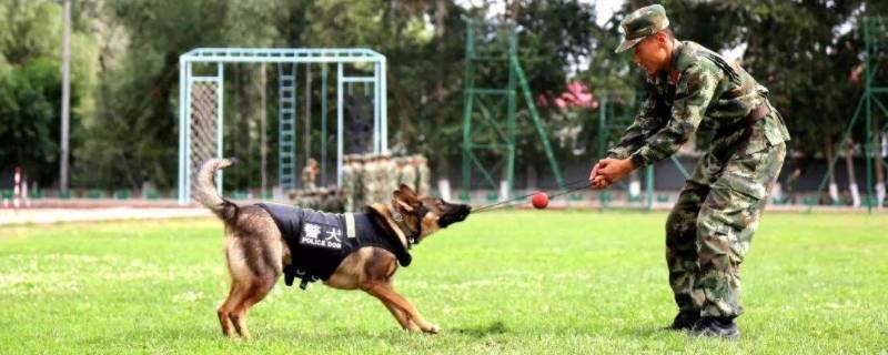 军犬和警犬的区别（军犬和警犬的区别在哪里）