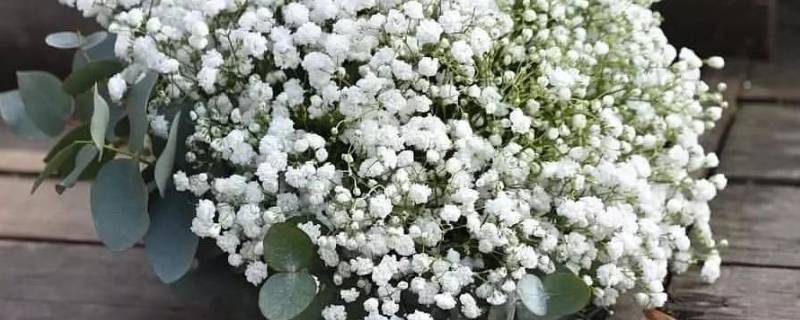 满天星的花语 满天星的花语是我甘愿做配角,瞒着所有人爱你