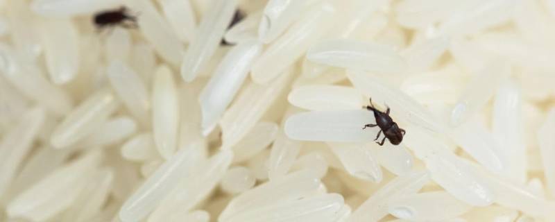 米里面有黑虫怎么办（米里面有黑虫怎么办图片）