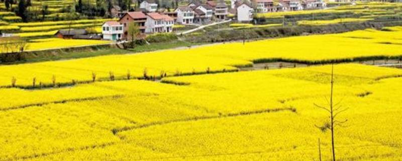 汉中平原面积有多大 四川三大平原