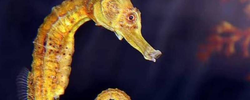 海马怎么分辨公母（海马怎么分辨公母,挑什么好）