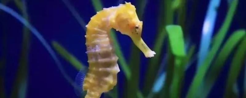 海马是爸爸生的吗（海马是爸爸生的吗?专家讨论的论文是什么）