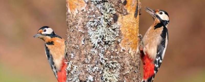 冬天啄木鸟捉虫子吗（冬天啄木鸟捉虫子吗视频）