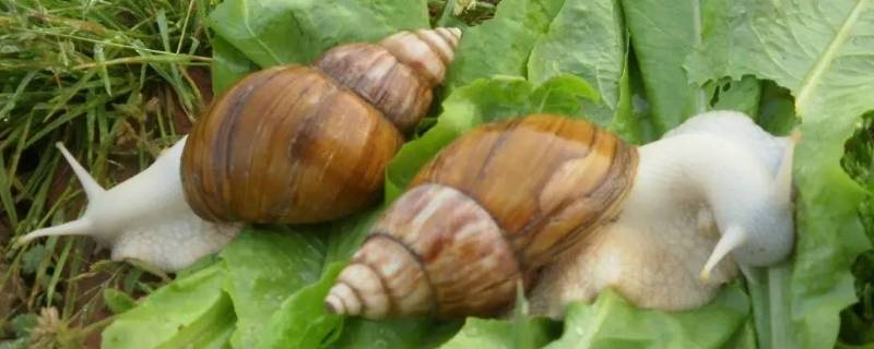 白玉蜗牛有寄生虫吗 白玉蜗牛有寄生虫吗,小孩可以养吗