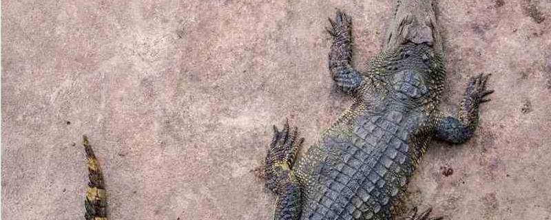 鳄鱼品种 鳄鱼品种大全图片