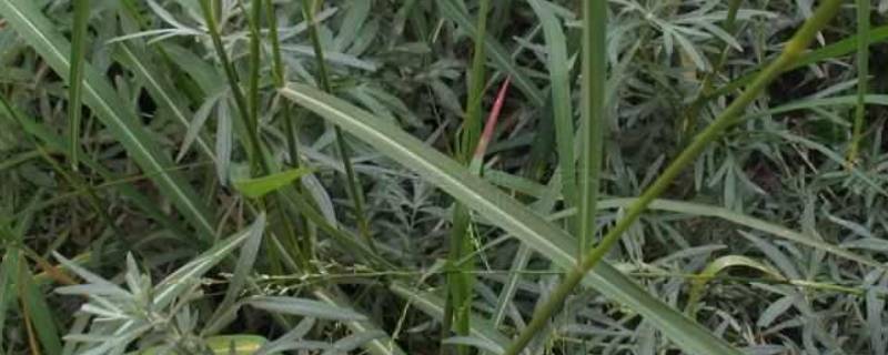 白草的别名 中药翻白草的别名