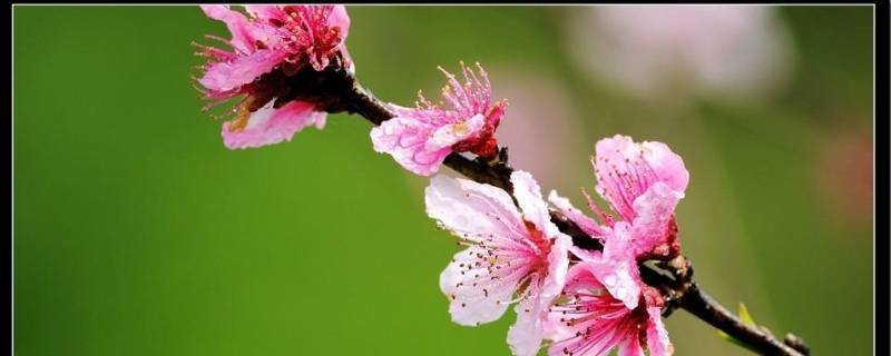 春季习俗 过春节有哪些民间风俗