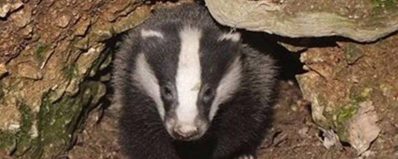 猹怎么读 闰土和猹怎么读