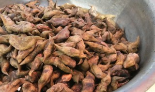 菱角煮多久才熟（菱角煮多久才熟透）