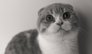 端午是什么猫（端午猫是什么猫）