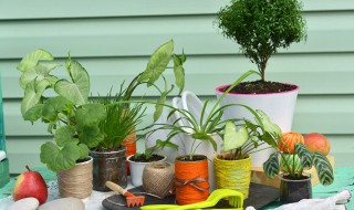 藤本植物有哪些植物 藤本植物有哪些植物图片