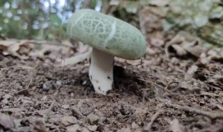 青头菌能放冰箱吗 青头菌能放冰箱吗能放多久