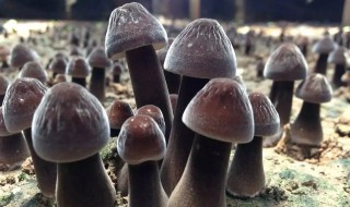 鸡枞可以放冰箱冷藏吗（鸡枞可以放冰箱冷藏吗多久）