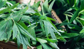艾草需要煮多久才能用 艾草水煮多久可以