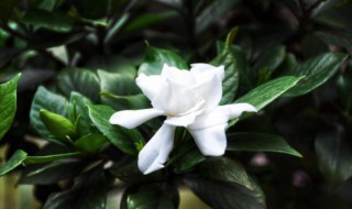栀子花泡盆泡多长时间 栀子花泡多久生根